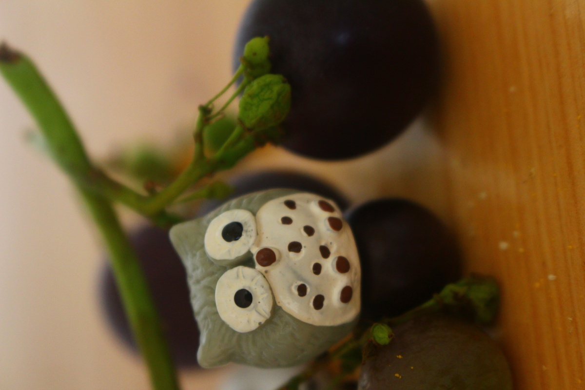 它们有故事故事五西瓜甜不甜故事六球球大作战故事七与插花约会