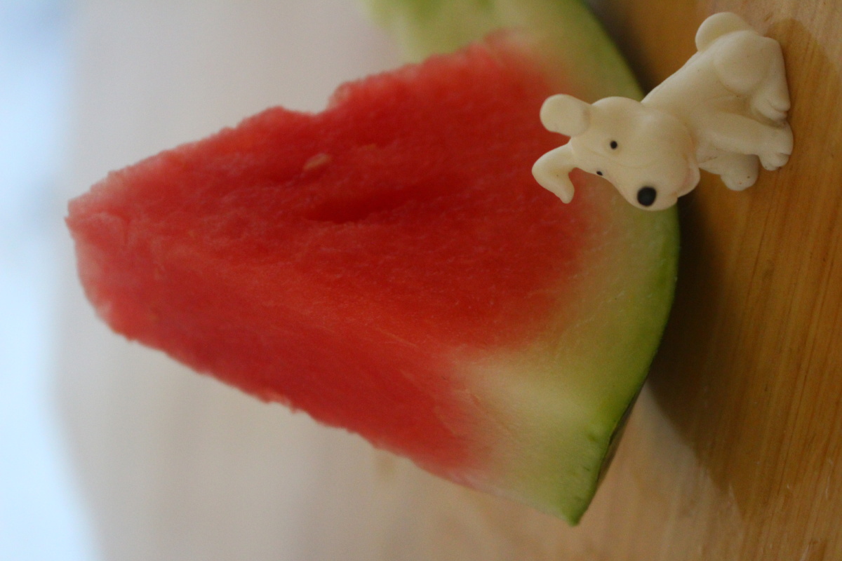 它们有故事故事五西瓜甜不甜故事六球球大作战故事七与插花约会