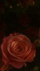 781A2434-ABD6-4DBF-91F0-0F1592E4176A/L0/001