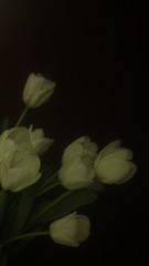82E6ECE8-5891-4AAE-AFB5-92C598A16D9A/L0/001