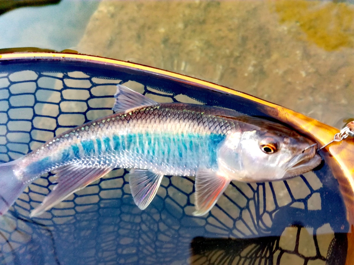 漂亮的原生鱼 山鳡 马口