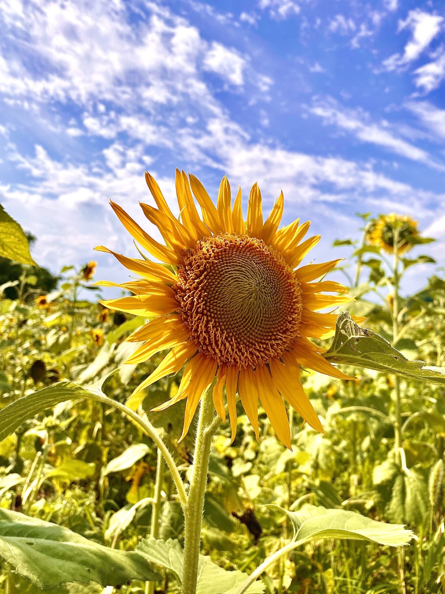 偶遇一片向日葵偷拍