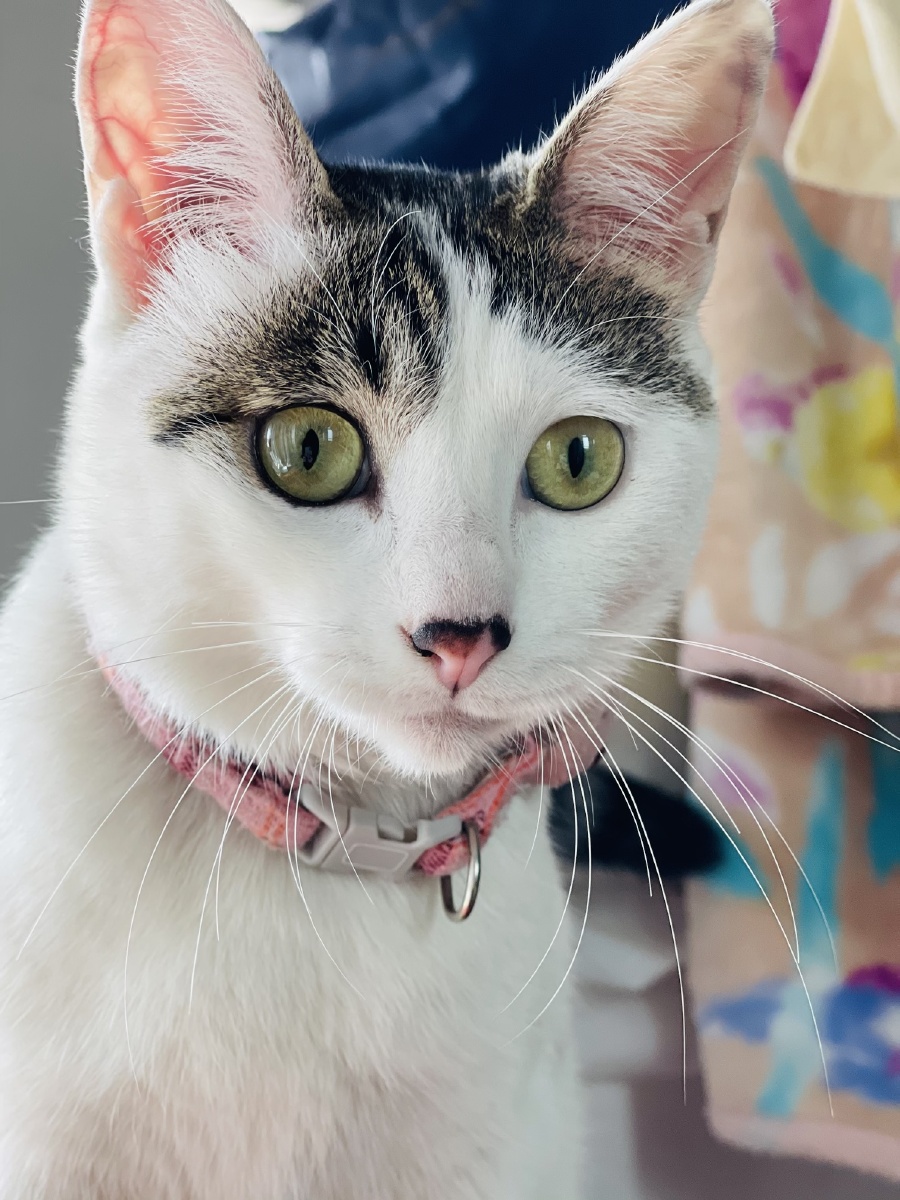 "中华田园猫 安生 ."你知道我有多爱你吗? - 卉眼识车 - 图虫