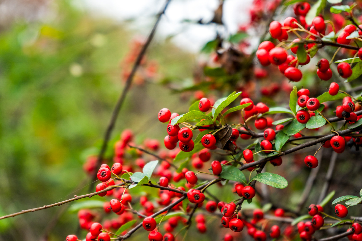 秋实红色果实