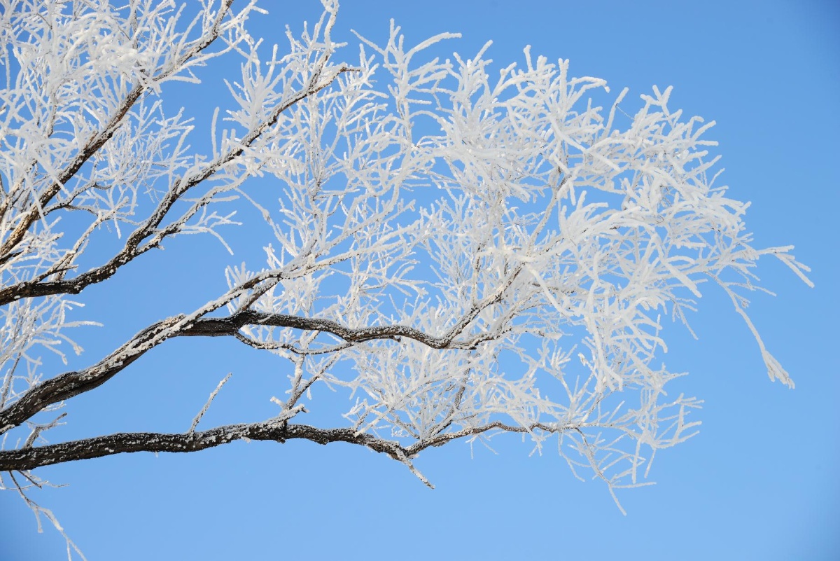东北树挂雾淞美景