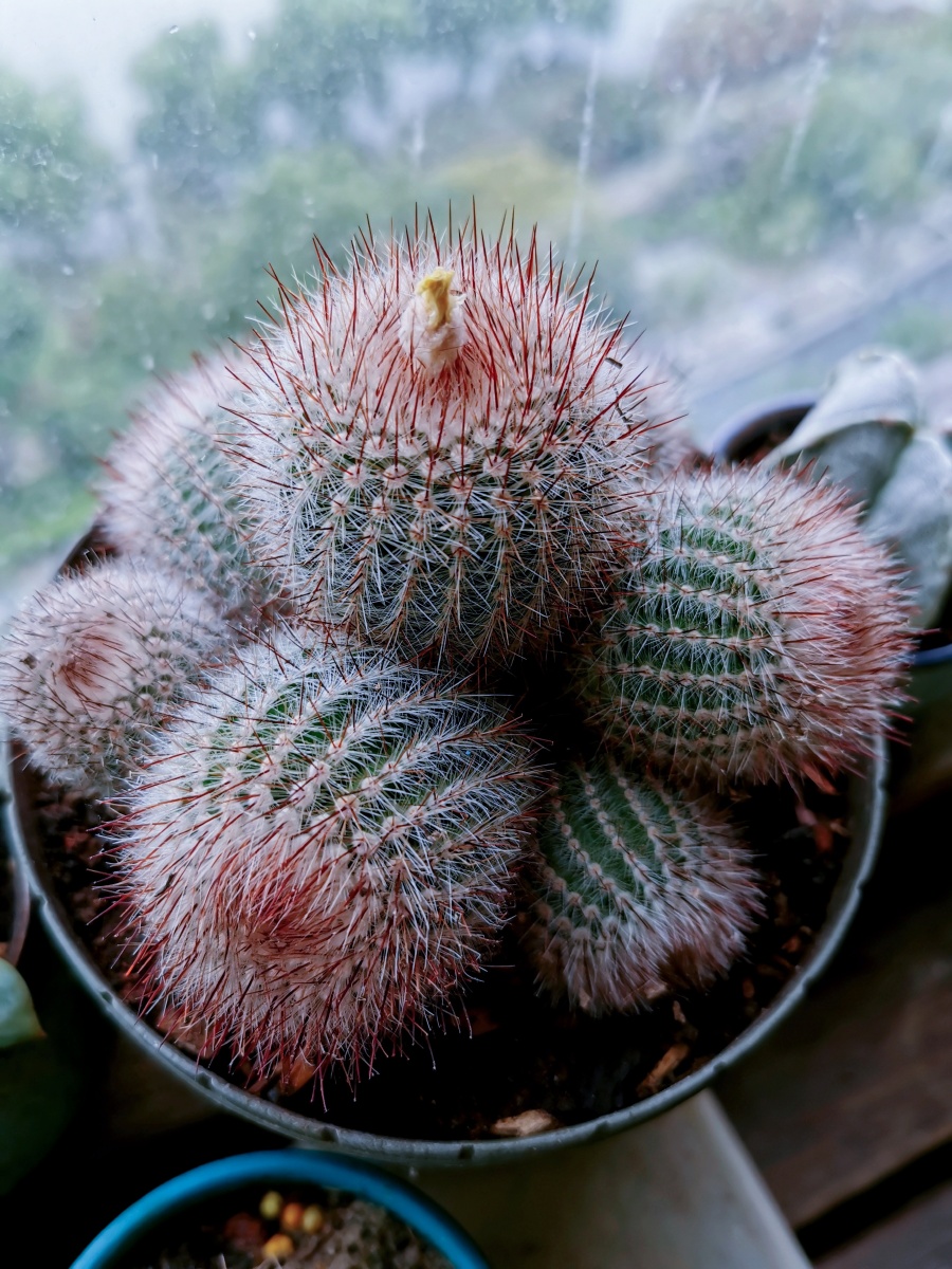 多头仙人球金冠