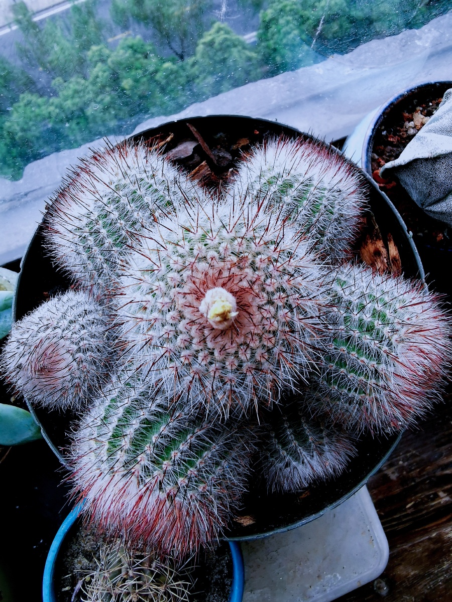 多头仙人球金冠