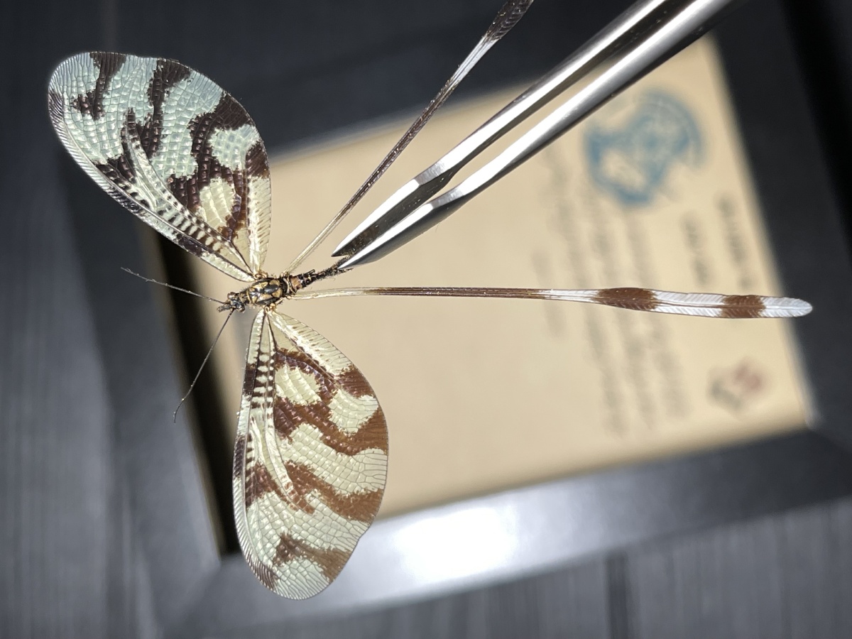 旌蛉- 虫师蔷薇昆虫部落 - 图虫