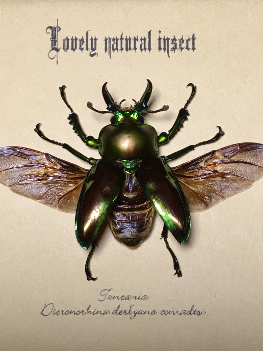 彩虹锹甲 - 虫师蔷薇昆虫部落