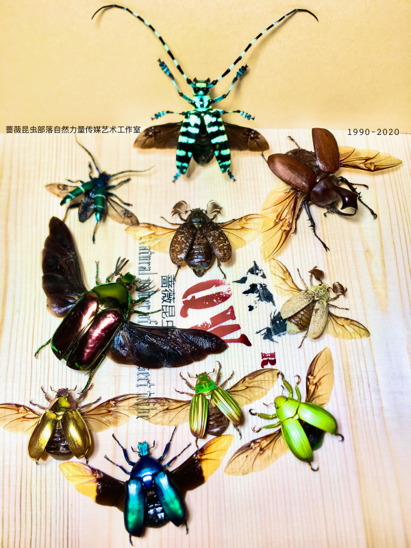 热爱 虫 无边界 蟲师蔷薇昆蟲部落