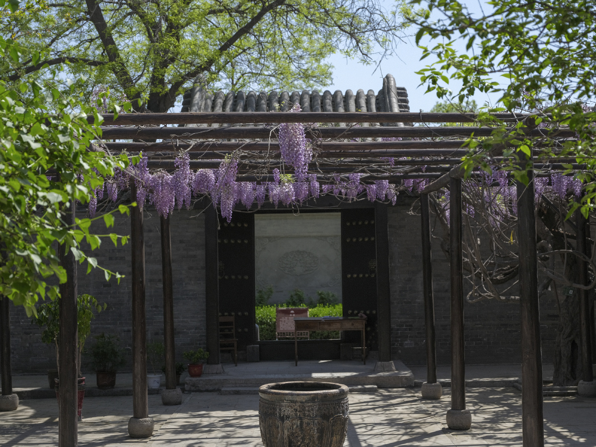 紫藤花开河北正定王士珍故居