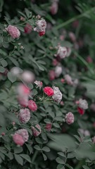 9F6498FC-4CFE-4909-BE50-80AD1A7CF63F/L0/001