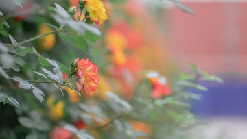 DA193998-D133-40A4-B692-051DC7D87B76/L0/001