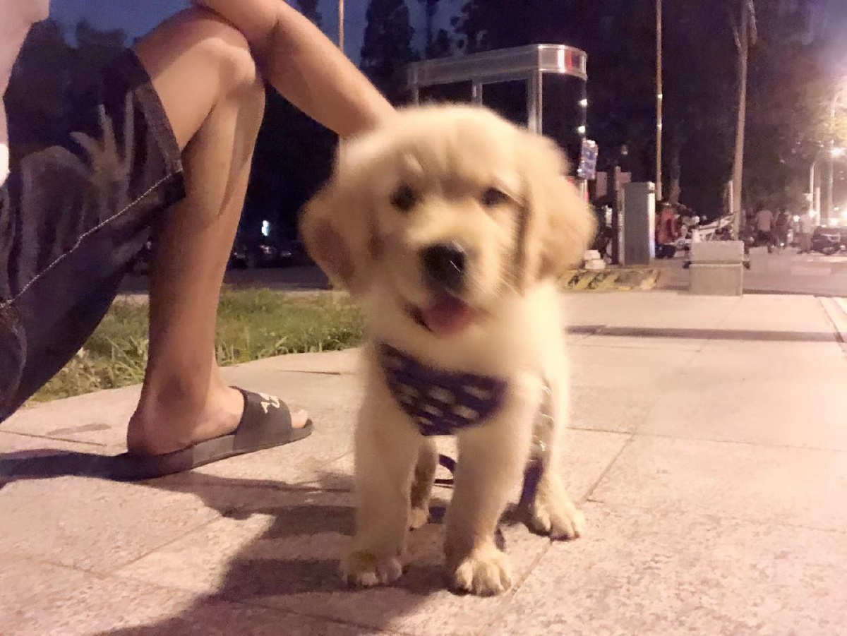宠物狗哪种狗看门好