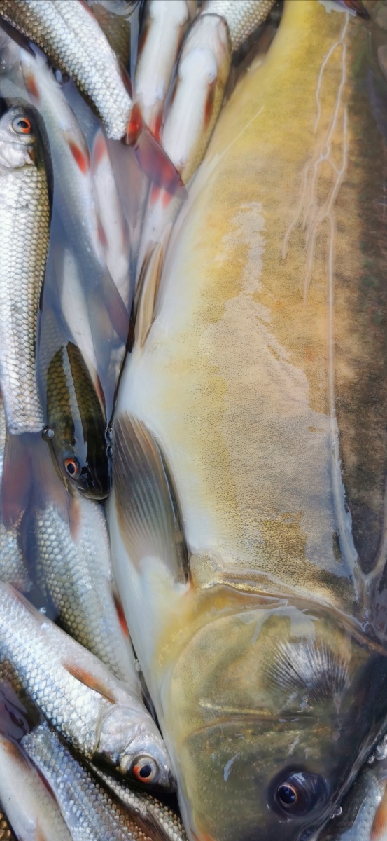 贵州黔东南凯里清水江野生桂鱼连胡子