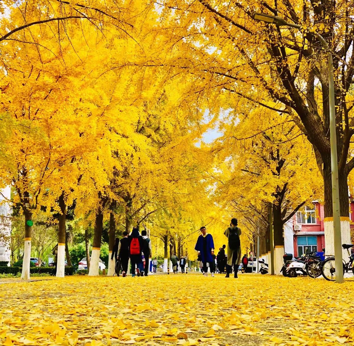 北京交通大学银杏大道