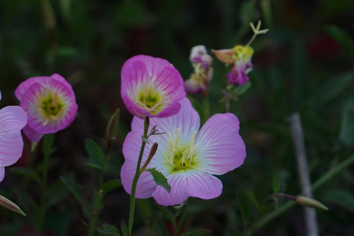 美丽月见草也叫夜来香