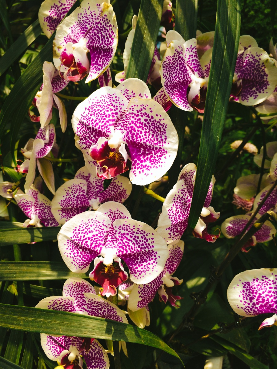 花之城里的各种花儿