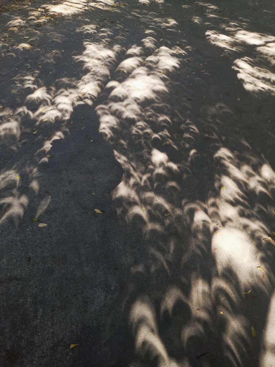 随手记日环食下的树影