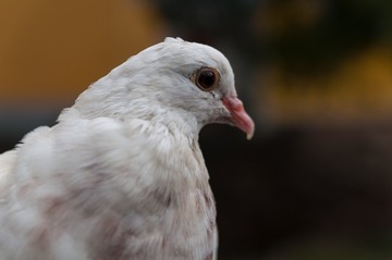 1791266