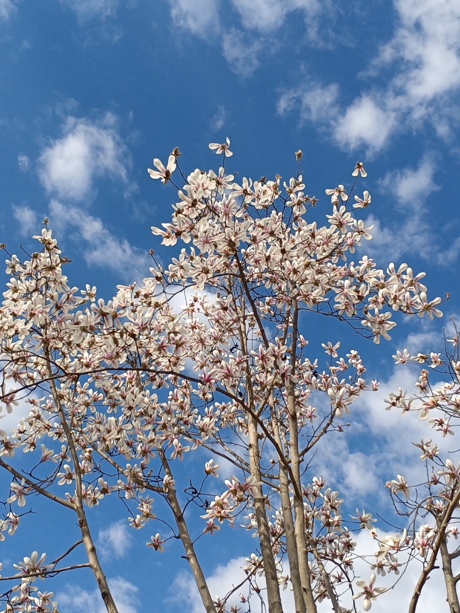 武侯墓古汉莲树两汉三国真美汉中