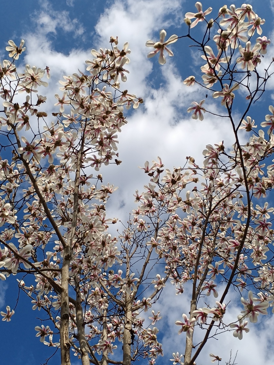 武侯墓古汉莲树两汉三国真美汉中
