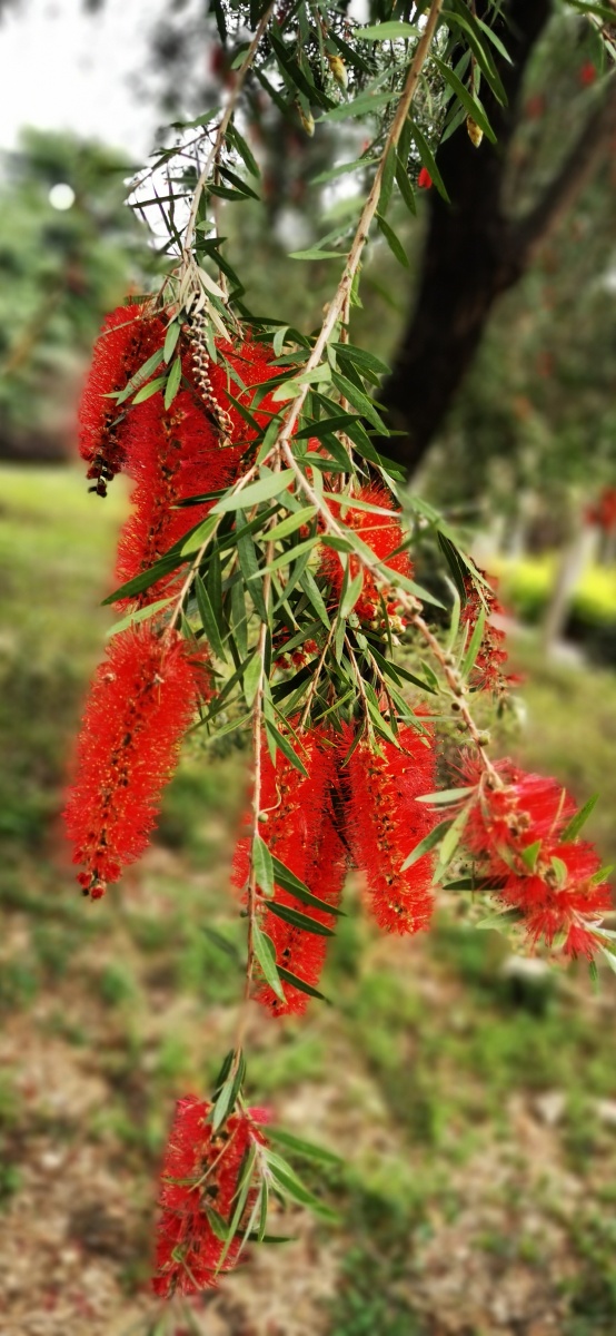 红千层别称串钱柳