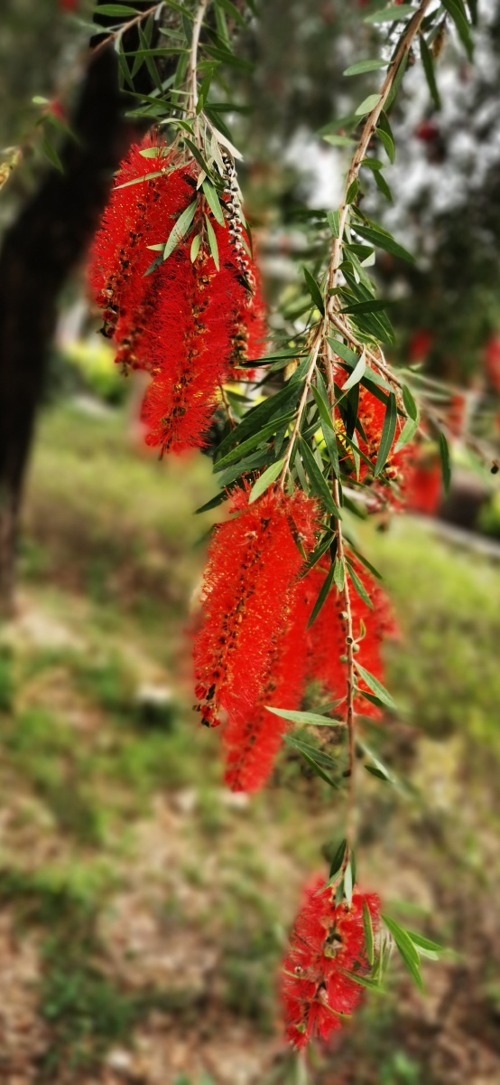 红千层别称串钱柳