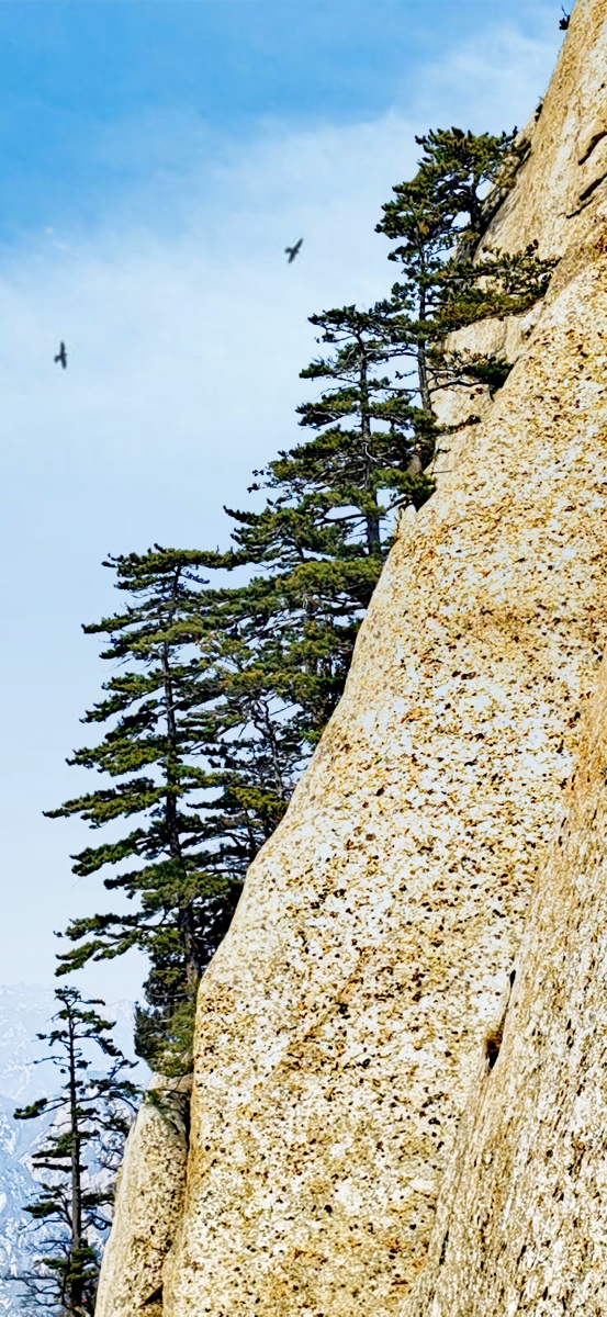 长在石头缝里的松树