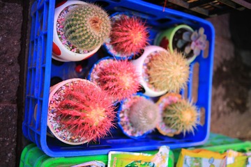 大理古城18