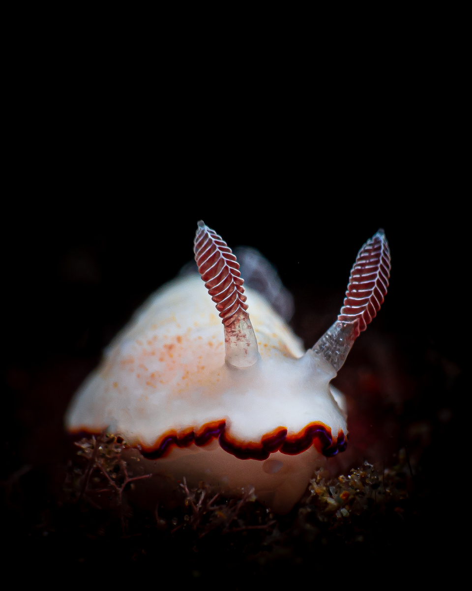 3000多个品种中的一种萌萌的海蛞蝓