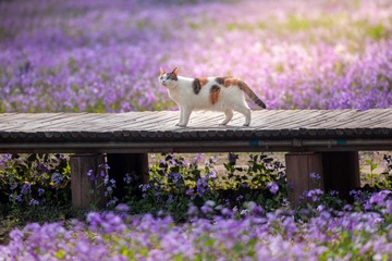 观望