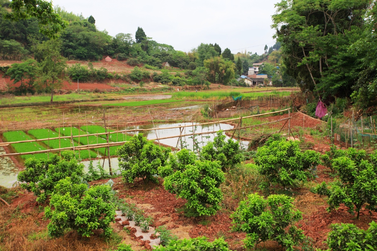仁寿青岗乡正是油菜籽收获的季节