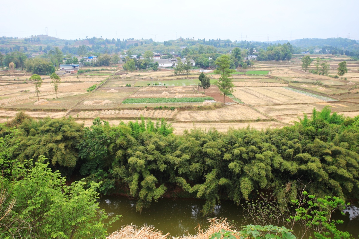仁寿青岗乡正是油菜籽收获的季节