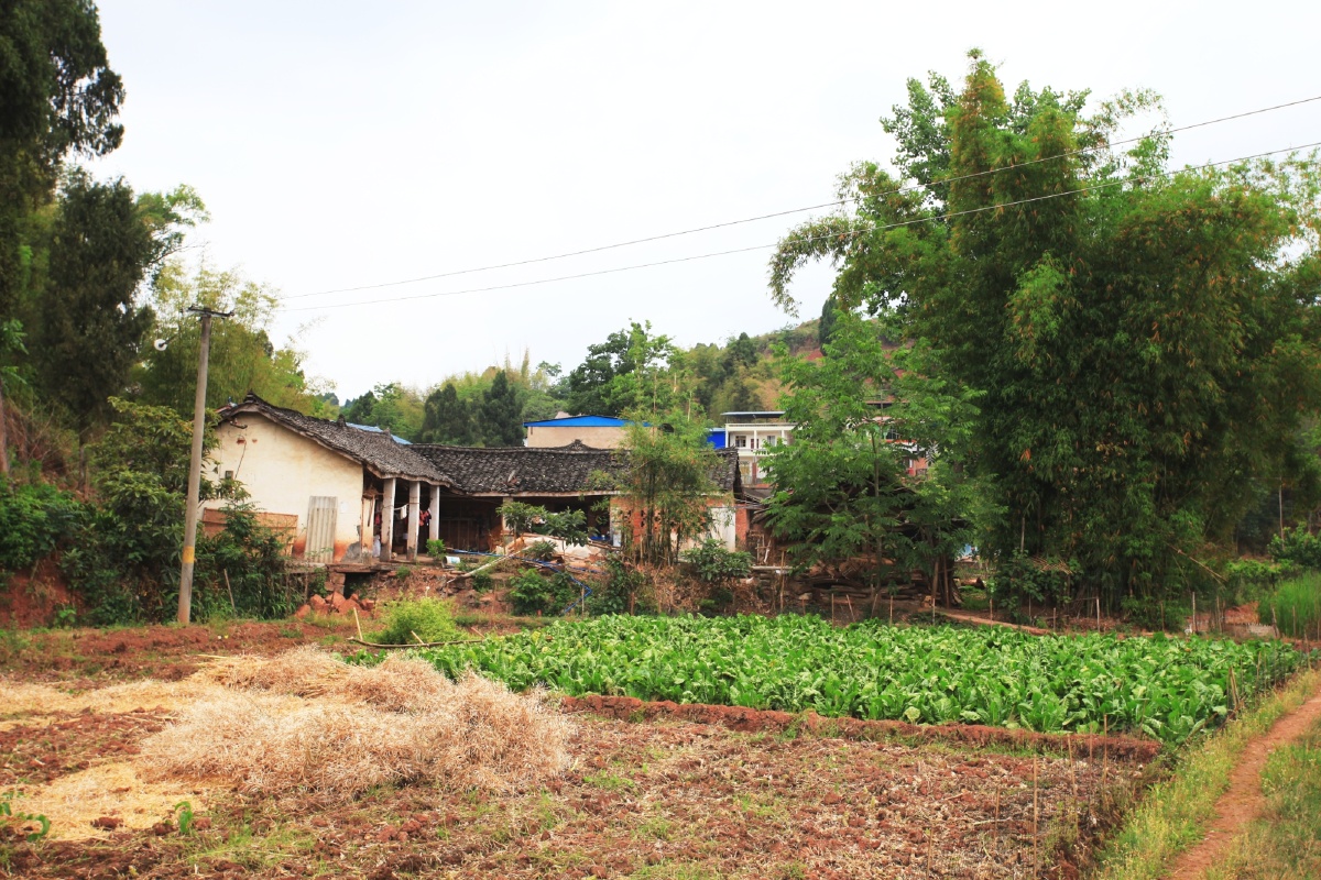仁寿青岗乡正是油菜籽收获的季节