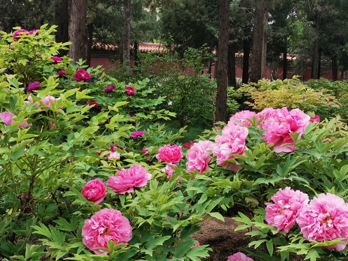景山公园牡丹