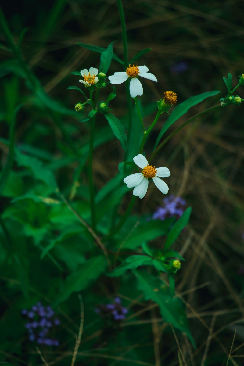 早……昨天在深圳湾流花山公园拍的,白花鬼针草.