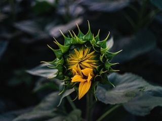 733667