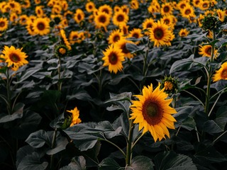 733664