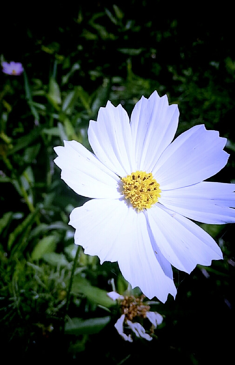 惊现一朵好唯美清晰