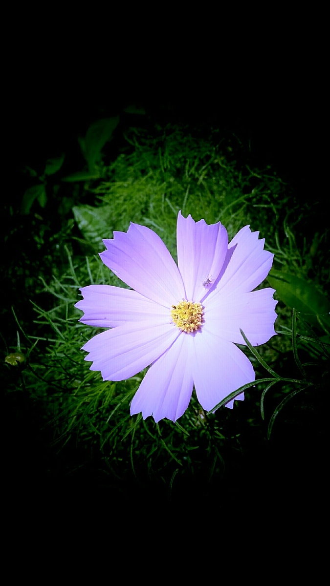 惊现一朵好唯美清晰