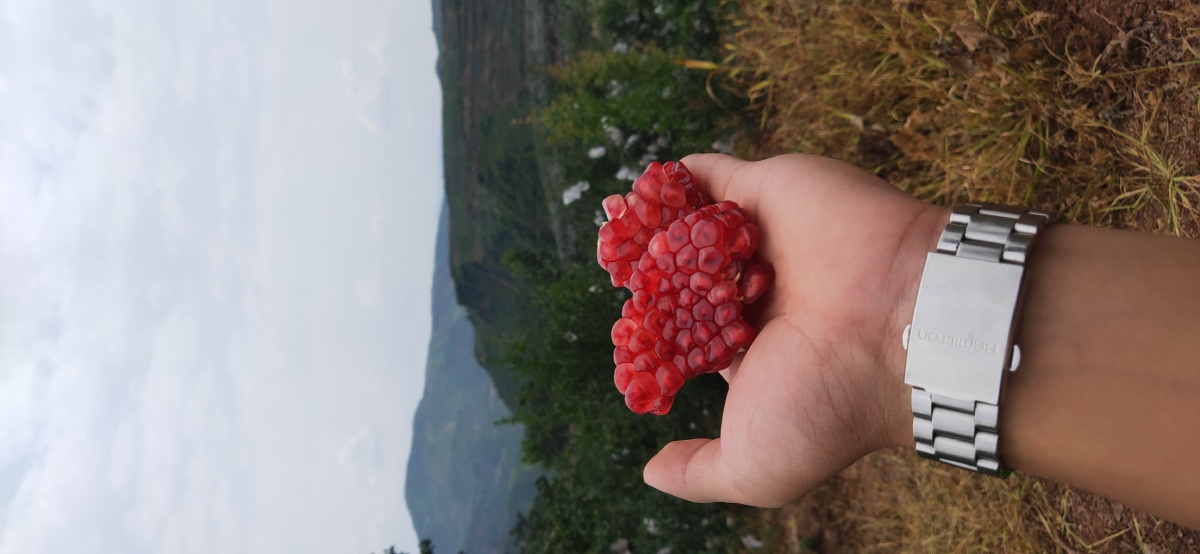 大凉山软籽石榴