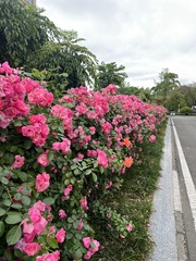 D8F36AE2-6E8B-4717-909A-3BF15C22CF2D/L0/001
