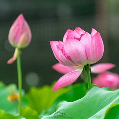 5A1C0EAA-7C43-4EF8-9500-F432C89E9D2F/L0/001