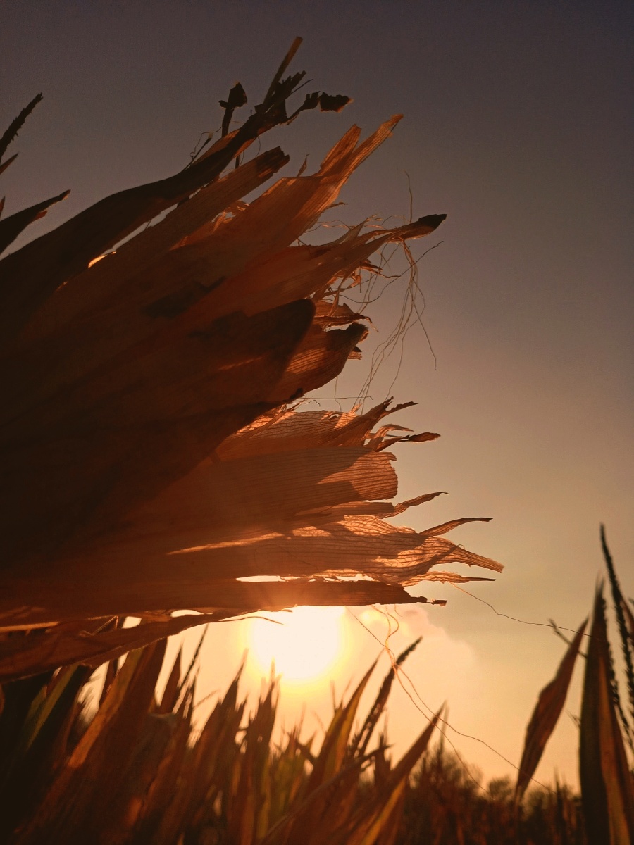 希望晚风,可以……吹来更多秋天的好消息!