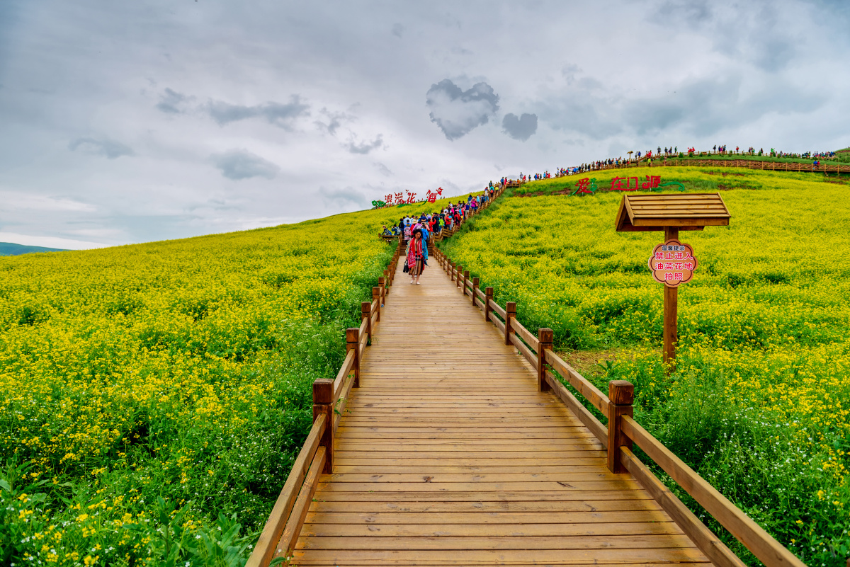 门源花海观景台的小山,可以俯览整个门源,价格60,实在是不便宜.