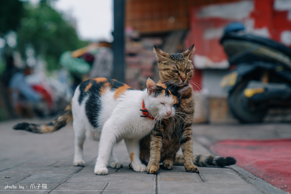 大街上遇到两只猫咪秀恩爱?爪子猫关注