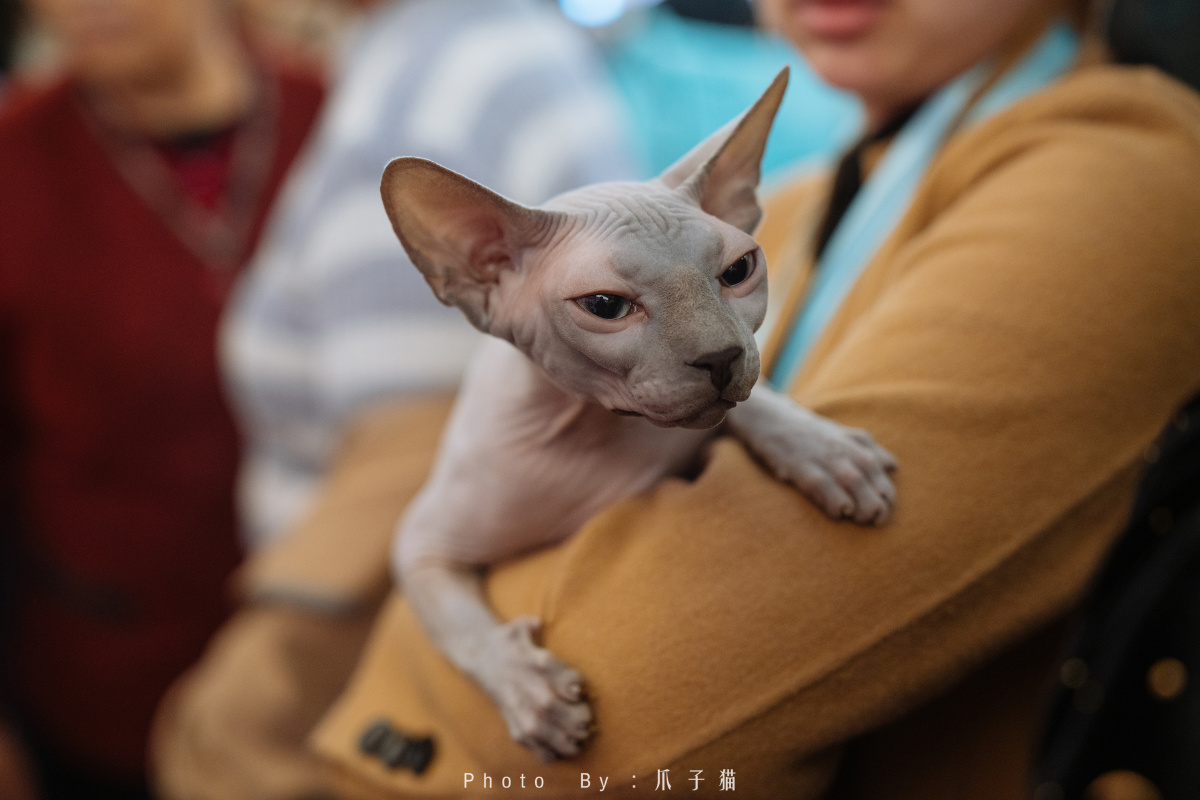 斯芬克斯无毛猫,比鲁斯大人~ - 爪子猫 - 图虫