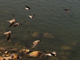 2000403