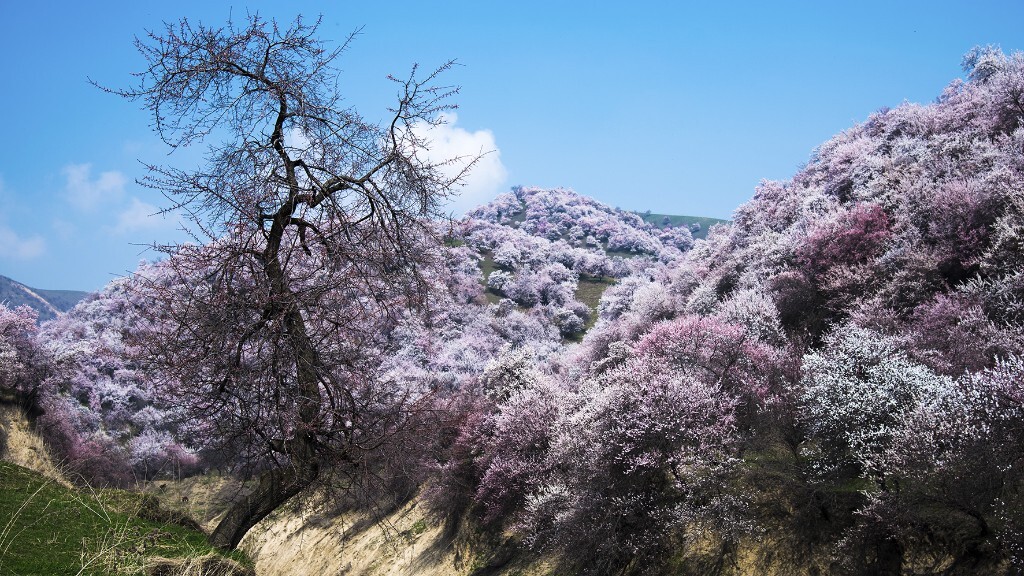 每年4月初新疆伊犁天山脚下的吐尔根乡的杏花漫山遍野争先开放，美不胜收。